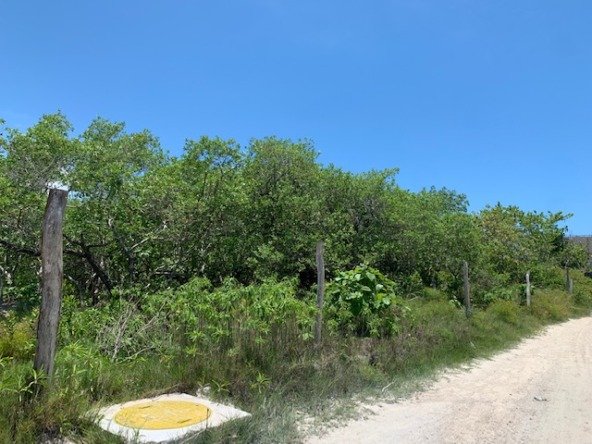 Terreno en venta en isla holbox - Camino de arena rodeado de vegetación tropical y palmeras que lleva hacia la playa
