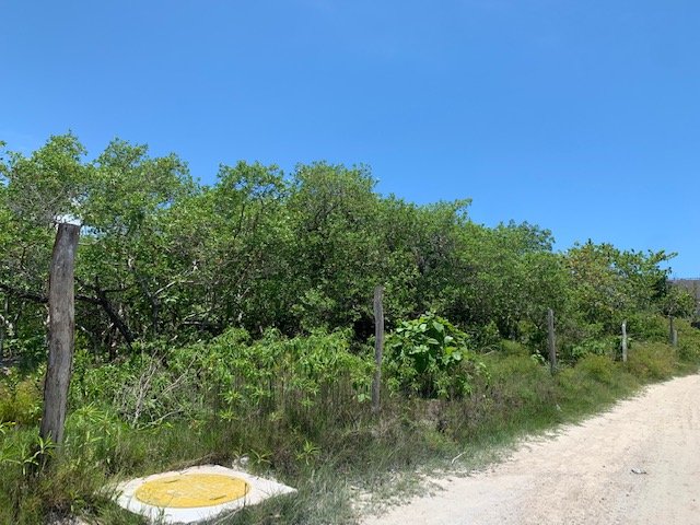 Terreno en venta en isla holbox - Camino de arena rodeado de vegetación tropical y palmeras que lleva hacia la playa