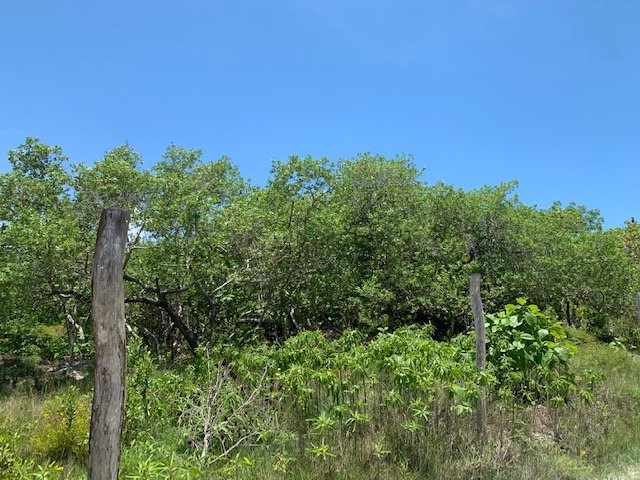 Terreno en venta en isla holbox - Vegetación tropical